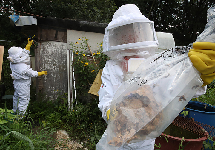 대전 대덕구 읍내동 농가에서 대덕소방서 소속 소방대원들이 말벌집을 제거하고 있다. 2024.8.9 (ⓒ뉴스1, 무단 전재-재배포 금지)