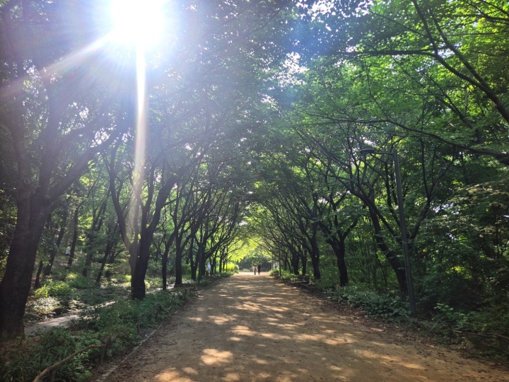 서울숲 '벚나무 길'.