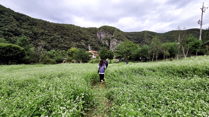 참가자들이 메밀꽃 핀 밀밭으로 걸어가고 있다.