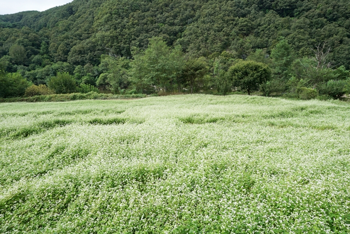 눈에 맺혀 다시 가보고 싶은 밀밭.