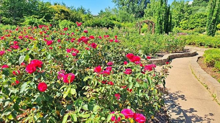 계절을 두 번 맞는 장미원이 방문객을 맞이한다.