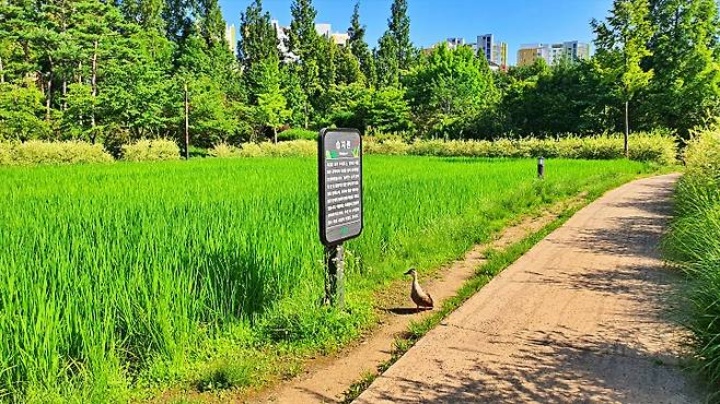 습지원에 자리 잡은 오리. 자연과의 공생을 보여준다.