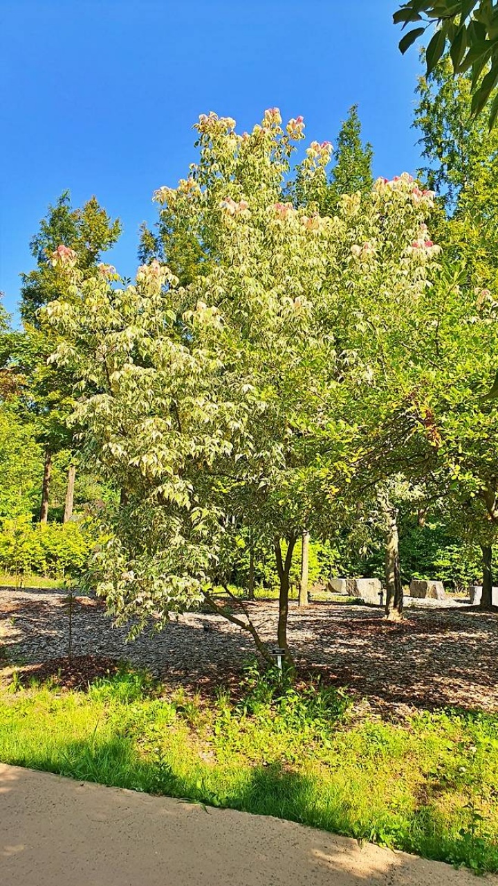 활엽수원 내 단아한 자태의 '네군도단풍 엘레강스'.