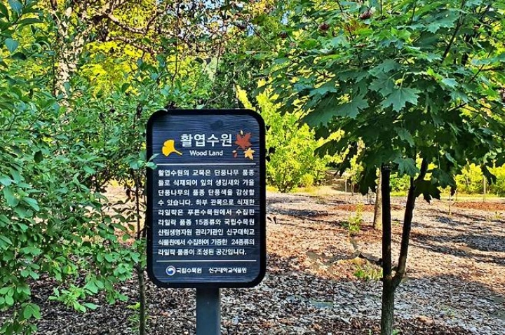 단풍나무를 감상할 수 있는 활엽수원.