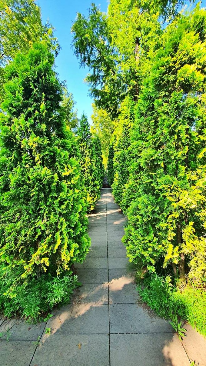 영화 속 정원을 떠올리게 하는 나무길.