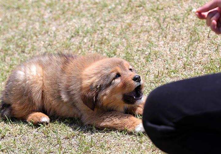 전북 임실군 오수면 의견공원에서 열린 제34회 오수 의견문화제에서 연구 끝에 복원된 오수개 강아지가 간식을 먹기 위해 기다리고 있다. 2019.5.6 (ⓒ뉴스1, 무단 전재-재배포 금지)