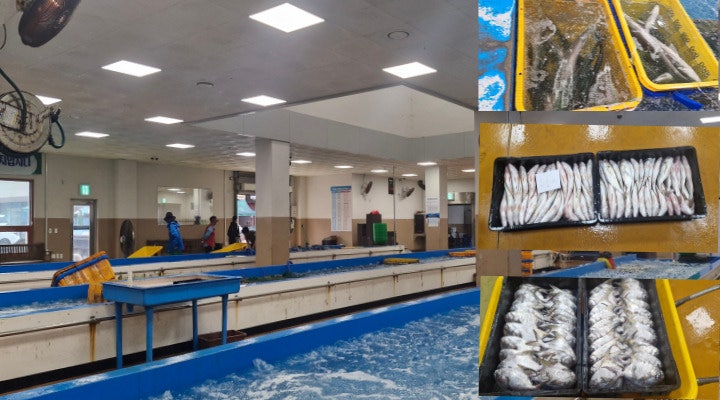 치열한 삶이 녹아있는 해산물 경매장.