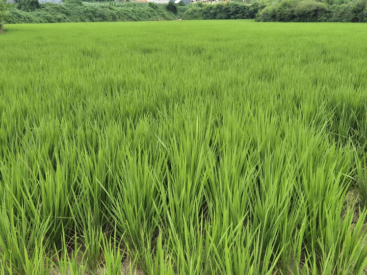 농촌의 초록빛 평야.