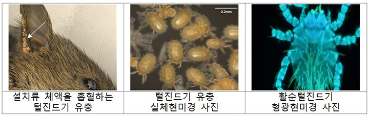 털진드기 유충 (사진=질병관리청)