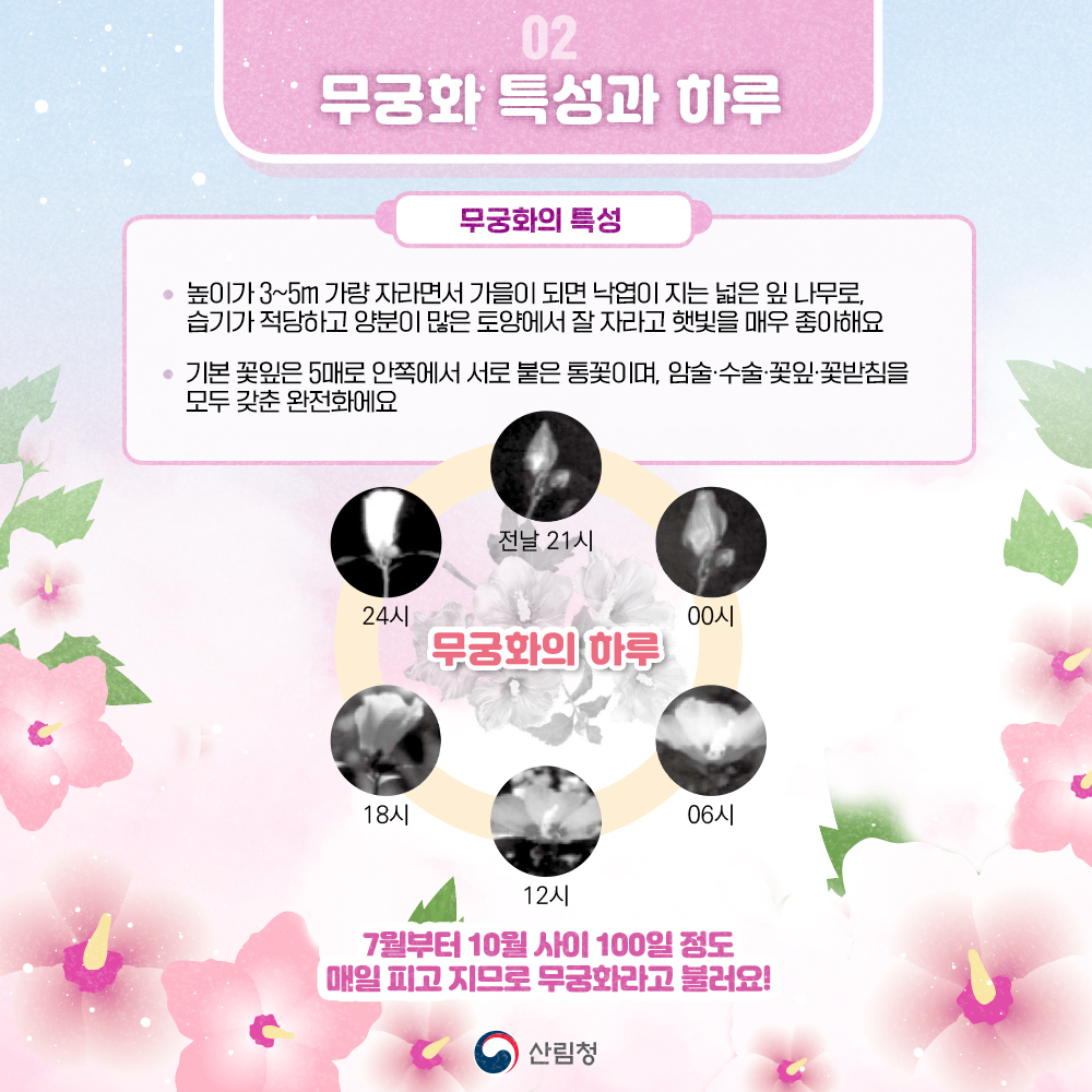 광복80주년을 맞아 소중한 나라꽃 무궁화의 아름다움
