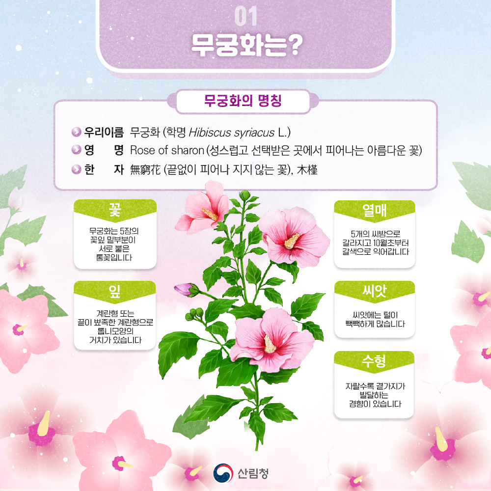 광복80주년을 맞아 소중한 나라꽃 무궁화의 아름다움
