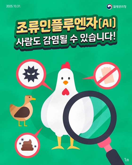 조류인플루엔자(AI) 사람도 감염될 수 있습니다!