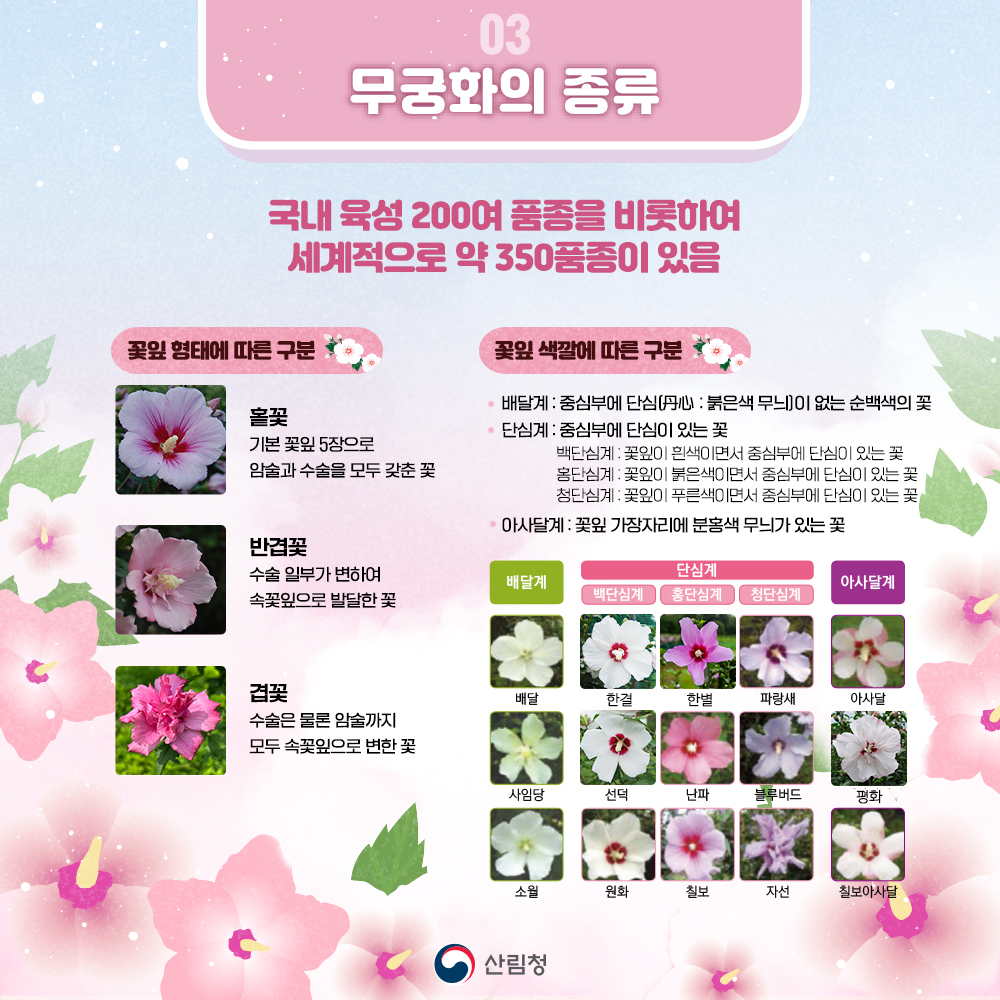 광복80주년을 맞아 소중한 나라꽃 무궁화의 아름다움