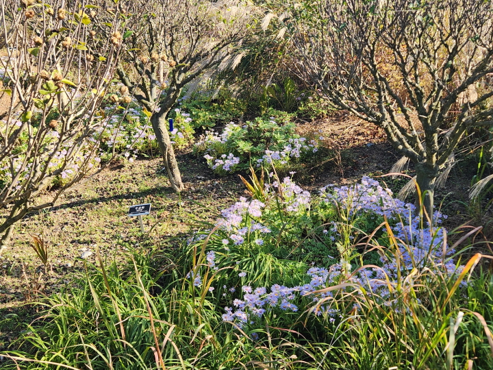 천리포 수목원 에코힐링센터 연수원 뒤편으로 조성된 정원의 풍경. 무질서해 보여도 오랜 시간과 노력이 지금의 정원을 있게 했다.
