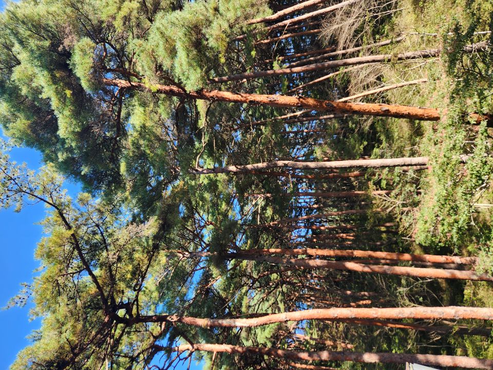 안면도 자연휴양림은 수령이 100년 내외의 소나무가 숲을 이루고 있다.