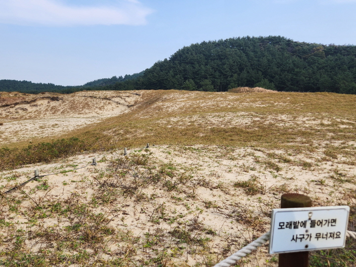 멀리 사막에 가지 않아도 모래언덕을 보려면 신두리 해안사구를 방문하면 된다.