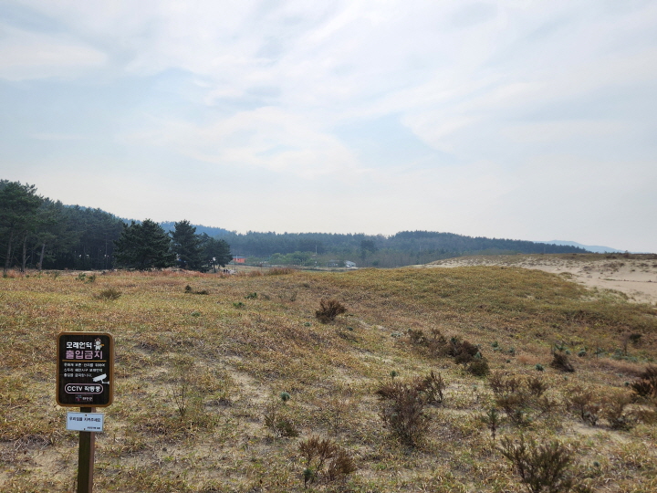 신두리 해안사구는 국가 자연유산 천연기념물로 지정해서 보호하고 있다.