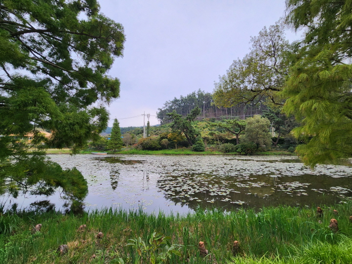 천리포 수목원은 한국으로 귀화한 미국인 민병갈 박사가 조성한 국내 최초의 민간 수목원이다.
