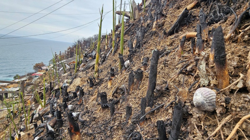 국토교통부는 지난 3월 발생한 산불로 재난피해를 당한 경북 영덕군 영덕읍 석리·노물리와 청송군 청송읍 부곡리 일원을 특별재생지역으로 지정했다고 12일 밝혔다. 사진은 초대형산불피해지역인 경북 영덕군 영덕읍 석리마을 비탈길에서 대나무 순이 올라오고 있는 모습.2025.5.7.(ⓒ뉴스1, 무단 전재-재배포 금지)
