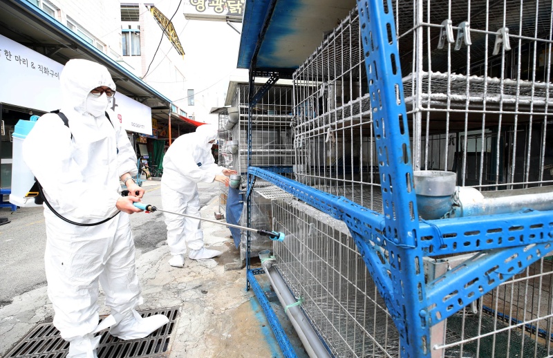 농림축산검역본부와 질병관리청은 지난 4일 '2025년 제1차 인수공통감염병 대책위원회'를 개최했다고 5일 밝혔다. 사진은 기사와 직접 관련이 없으며 조류인플루엔자 예방을 위해 방역을 실시하고 있는 모습.(ⓒ뉴스1, 무단 전재-재배포 금지)