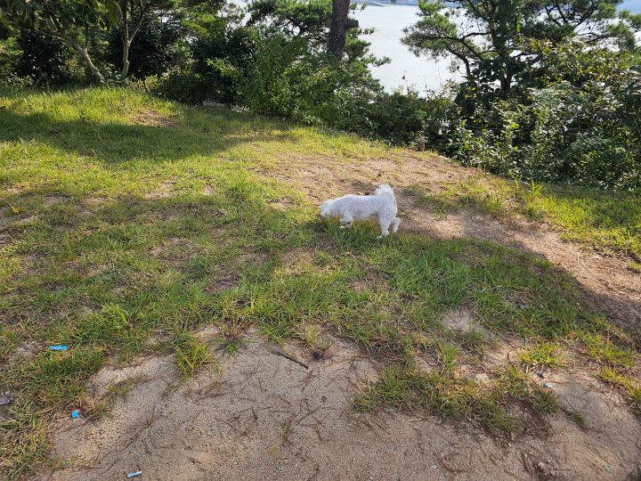 반려동물 동반 숙소더라도 입실만 가능한 경우가 적지 않은데, 반려동물 친화관광도시는 줄 없이 자유롭게 뛰어놀 수 있는 숙소가 상대적으로 더 많다.