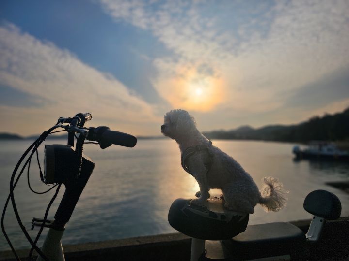 근처 서해랑길을 걸으며 반려동물과 견생사진을 남겨봤다. 반려동물 친화관광도시인 만큼 다양한 관광지에서 견생사진을 건질 수 있다.