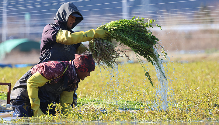 부산 기장군 철마면의 한 미나리꽝에서 18일 오후 외국인 노동자들이 미나리를 수확하고 있다. 2024.12.18 (사진=저작권자(c) 연합뉴스, 무단 전재-재배포 금지)