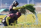 부산 기장군 철마면의 한 미나리꽝에서 18일 오후 외국인 노동자들이 미나리를 수확하고 있다. 2024.12.18 (사진=저작권자(c) 연합뉴스, 무단 전재-재배포 금지)