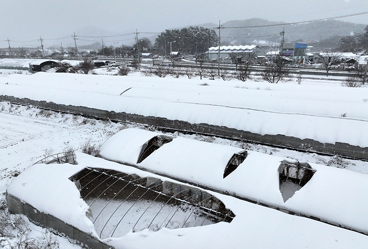 광주·전남 지역에 대설특보가 발효된 23일 나주 남평읍 평산리 비닐하우스에 흰 눈이 쌓여 있다. 2024.1.23(사진=저작권자(c) 연합뉴스, 무단 전재-재배포 금지)