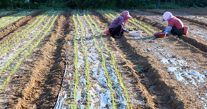 11일 인천 남동구 한 농장에서 농민들이 선선한 이른 아침에 대파 모종을 밭에 옮겨 심고 있다. 사진은 기사 내용과 무관함 2025.9.11(사진=저작권자(c) 연합뉴스, 무단 전재-재배포 금지)