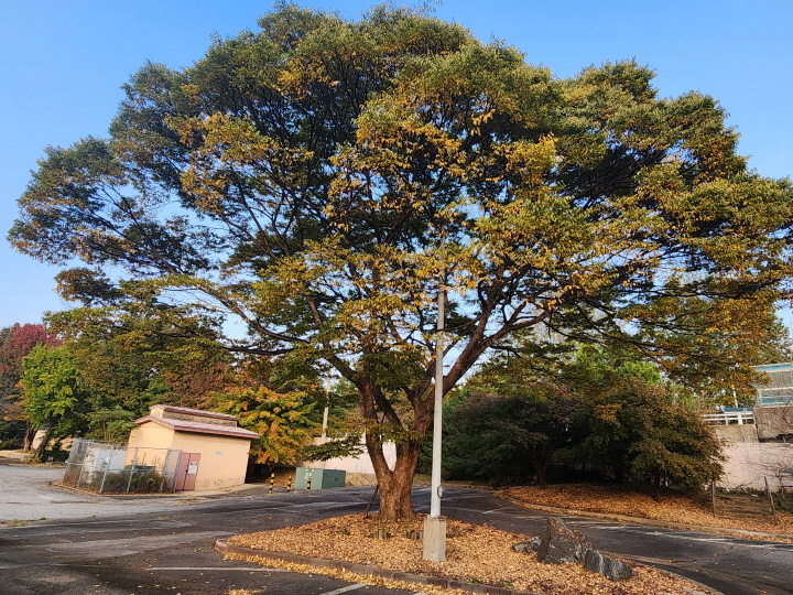 용산공원이 조성된 이후에도 용산기지 내 오래된 나무가 온전히 보존되기를 바란다.