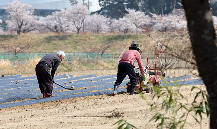 강원 강릉시 운정동 들녘에서 농민들이 농사 준비로 바쁜 모습이다. 2025.4.9 (사진=저작권자(c) 연합뉴스, 무단 전재-재배포 금지)