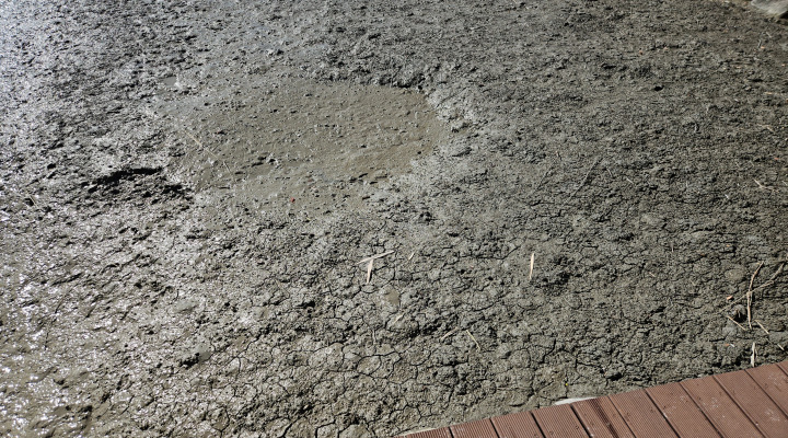 짱뚱어가 기어다니는 갯벌. 생명이 살아 숨 쉬는 자연 순환의 무대가 그대로 드러난다.