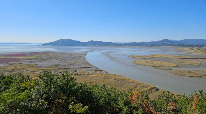 용산 전망대에서 내려다본 순천만. S자 수로와 갈대 군락이 그린 장대한 풍경이 펼쳐진다.