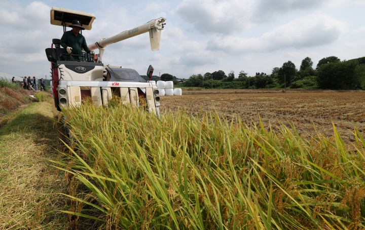 25일 오전 경기 화성시 정남면의 한 논에서 열린 '2025년 첫 조생종 벼 수확' 행사에서 관계자들이 콤바인을 이용해 벼를 수확하고 있다. 2025.8.25 (ⓒ뉴스1, 무단 전재-재배포 금지)