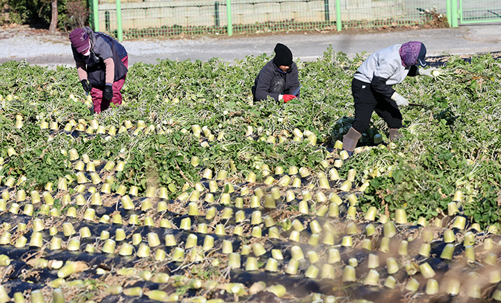 22일 강원 강릉시 경포동 들녘에서 농민과 외국인 노동자들이 막바지 무 수확을 하느라 바쁜 모습이다. 2025.12.22 (사진=저작권자(c) 연합뉴스, 무단 전재-재배포 금지)