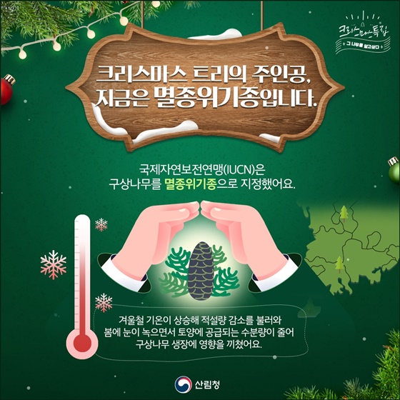 구상나무, 크리스마스 트리가 된 사연