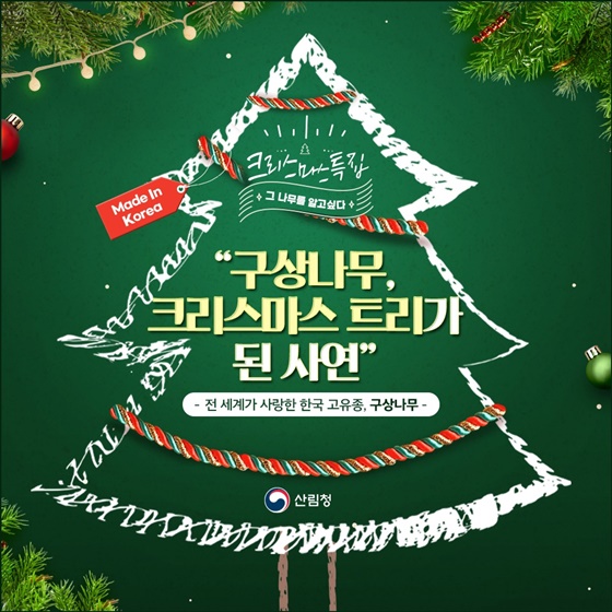 구상나무, 크리스마스 트리가 된 사연