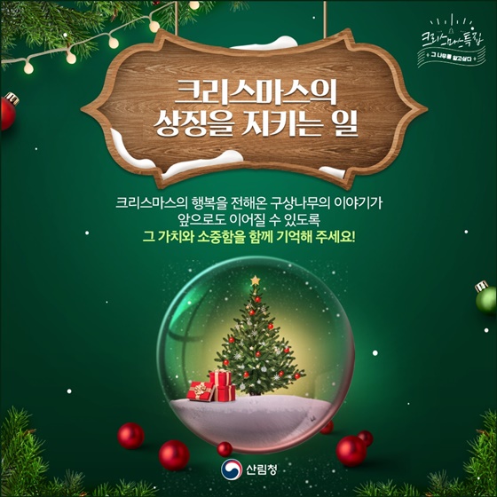 구상나무, 크리스마스 트리가 된 사연