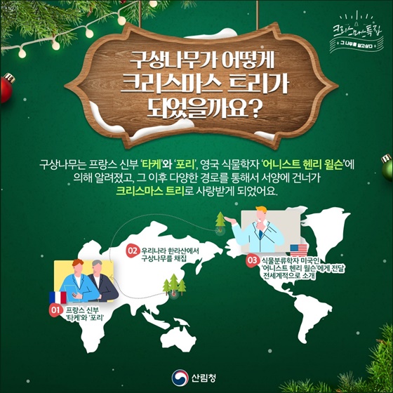 구상나무, 크리스마스 트리가 된 사연