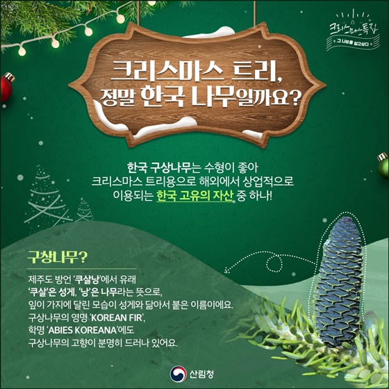 구상나무, 크리스마스 트리가 된 사연