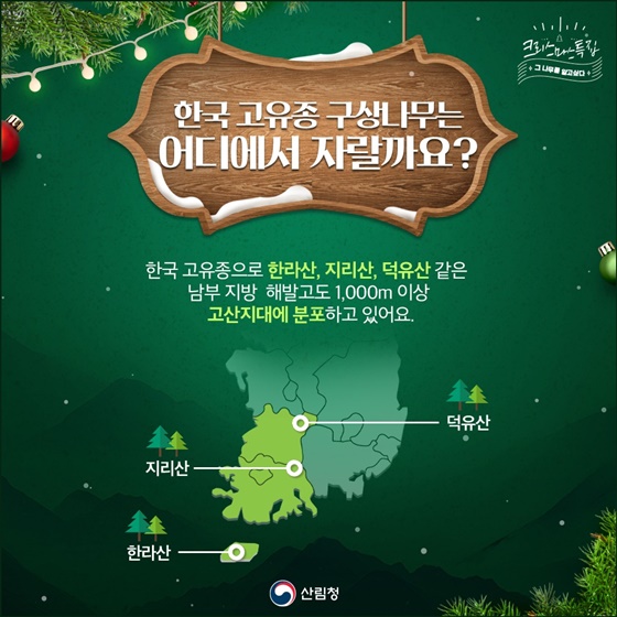 구상나무, 크리스마스 트리가 된 사연