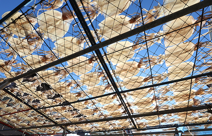 포근한 날씨를 보인 지난 9일 부산 기장군 대변어촌계 수산물직매장 앞 공터에서 어민이 해풍 속에 오징어 등 생선을 말리고 있다.(사진=저작권자(c) 연합뉴스, 무단 전재-재배포 금지)