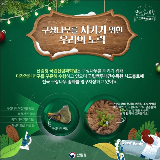 구상나무, 크리스마스 트리가 된 사연