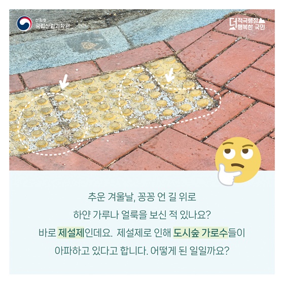 겨울철 제설제로 몸살 앓는 가로수, 어떻게 하면 좋을까요?