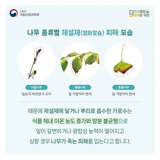 겨울철 제설제로 몸살 앓는 가로수, 어떻게 하면 좋을까요?