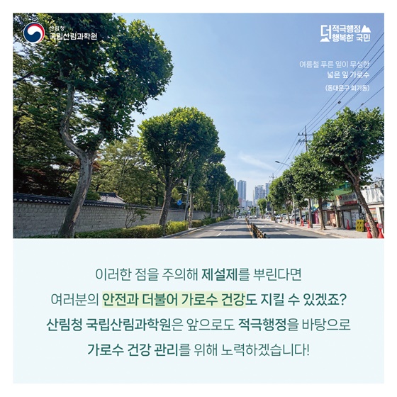 겨울철 제설제로 몸살 앓는 가로수, 어떻게 하면 좋을까요?