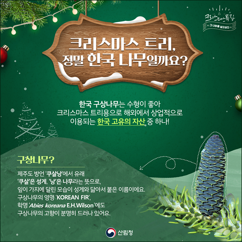 구상나무, 크리스마스 트리가 된 사연