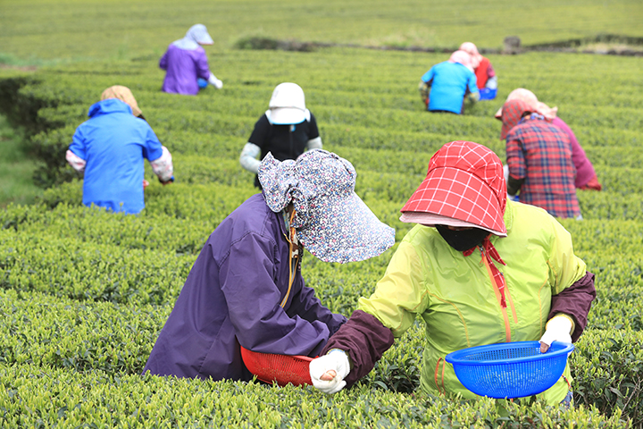 주 서귀포시 도순동 오설록농장 돌송이차밭에서 주민들이 유기농으로 재배한 해차를 수확하고 있다. 2021.4.1 (사진=저작권자(c) 연합뉴스, 무단 전재-재배포 금지)