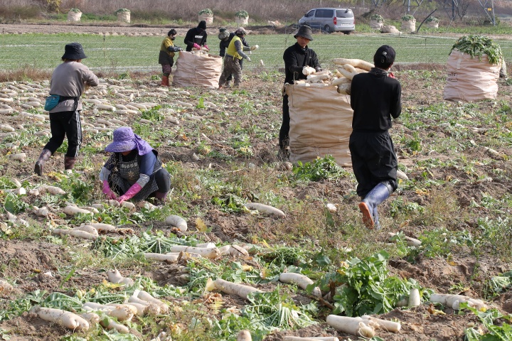 경북 고령군 개진면 무밭에서 농민들이 단무지용 무를 수확하고 있다. 2024.11.25. (ⓒ뉴스1, 무단 전재-재배포 금지)
